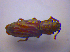  ( - BFB_Col_FK_4102)  @11 [ ] CreativeCommons - Attribution Non-Commercial Share-Alike (2012) Zoologische Staatssammlung Muenchen SNSB, Zoologische Staatssammlung Muenchen