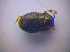  ( - BFB_Col_FK_4107)  @12 [ ] CreativeCommons - Attribution Non-Commercial Share-Alike (2012) Zoologische Staatssammlung Muenchen SNSB, Zoologische Staatssammlung Muenchen