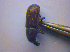  ( - BFB_Col_FK_4128)  @11 [ ] CreativeCommons - Attribution Non-Commercial Share-Alike (2012) Zoologische Staatssammlung Muenchen SNSB, Zoologische Staatssammlung Muenchen