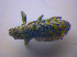  ( - BFB_Col_FK_4479)  @11 [ ] CreativeCommons - Attribution Non-Commercial Share-Alike (2012) Zoologische Staatssammlung Muenchen SNSB, Zoologische Staatssammlung Muenchen