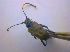  ( - BFB_Col_FK_4493)  @12 [ ] CreativeCommons - Attribution Non-Commercial Share-Alike (2012) Zoologische Staatssammlung Muenchen SNSB, Zoologische Staatssammlung Muenchen
