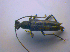  ( - BFB_Col_FK_4497)  @13 [ ] CreativeCommons - Attribution Non-Commercial Share-Alike (2012) Zoologische Staatssammlung Muenchen SNSB, Zoologische Staatssammlung Muenchen