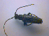  ( - BFB_Col_FK_4498)  @12 [ ] CreativeCommons - Attribution Non-Commercial Share-Alike (2012) Zoologische Staatssammlung Muenchen SNSB, Zoologische Staatssammlung Muenchen