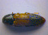  ( - BFB_Col_FK_4509)  @12 [ ] CreativeCommons - Attribution Non-Commercial Share-Alike (2012) Zoologische Staatssammlung Muenchen SNSB, Zoologische Staatssammlung Muenchen