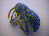  ( - BFB_Col_FK_4512)  @12 [ ] CreativeCommons - Attribution Non-Commercial Share-Alike (2012) Zoologische Staatssammlung Muenchen SNSB, Zoologische Staatssammlung Muenchen