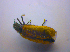  ( - BFB_Col_FK_4535)  @13 [ ] CreativeCommons - Attribution Non-Commercial Share-Alike (2012) Zoologische Staatssammlung Muenchen SNSB, Zoologische Staatssammlung Muenchen