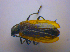  ( - BFB_Col_FK_4536)  @13 [ ] CreativeCommons - Attribution Non-Commercial Share-Alike (2012) Zoologische Staatssammlung Muenchen SNSB, Zoologische Staatssammlung Muenchen