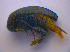  ( - BFB_Col_FK_4549)  @11 [ ] CreativeCommons - Attribution Non-Commercial Share-Alike (2012) Zoologische Staatssammlung Muenchen SNSB, Zoologische Staatssammlung Muenchen
