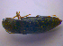  ( - BFB_Col_FK_4554)  @12 [ ] CreativeCommons - Attribution Non-Commercial Share-Alike (2012) Zoologische Staatssammlung Muenchen SNSB, Zoologische Staatssammlung Muenchen