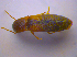  ( - BFB_Col_FK_4556)  @12 [ ] CreativeCommons - Attribution Non-Commercial Share-Alike (2012) Zoologische Staatssammlung Muenchen SNSB, Zoologische Staatssammlung Muenchen
