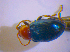 ( - BFB_Col_FK_4823)  @12 [ ] CreativeCommons - Attribution Non-Commercial Share-Alike (2010) Zoologische Staatssammlung Muenchen SNSB, Zoologische Staatssammlung Muenchen