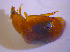  ( - BFB_Col_FK_4829)  @13 [ ] CreativeCommons - Attribution Non-Commercial Share-Alike (2010) Zoologische Staatssammlung Muenchen SNSB, Zoologische Staatssammlung Muenchen