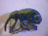  ( - BFB_Col_FK_4832)  @12 [ ] CreativeCommons - Attribution Non-Commercial Share-Alike (2010) Zoologische Staatssammlung Muenchen SNSB, Zoologische Staatssammlung Muenchen