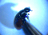  ( - BFB_Col_FK_4286)  @12 [ ] CreativeCommons - Attribution Non-Commercial Share-Alike (2012) Zoologische Staatssammlung Muenchen SNSB, Zoologische Staatssammlung Muenchen