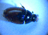  ( - BFB_Col_FK_4287)  @12 [ ] CreativeCommons - Attribution Non-Commercial Share-Alike (2012) Zoologische Staatssammlung Muenchen SNSB, Zoologische Staatssammlung Muenchen