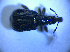 ( - BFB_Col_FK_4353)  @12 [ ] CreativeCommons - Attribution Non-Commercial Share-Alike (2012) Zoologische Staatssammlung Muenchen SNSB, Zoologische Staatssammlung Muenchen