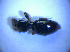  ( - BFB_Col_FK_4357)  @12 [ ] CreativeCommons - Attribution Non-Commercial Share-Alike (2012) Zoologische Staatssammlung Muenchen SNSB, Zoologische Staatssammlung Muenchen