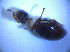  ( - BFB_Col_FK_4359)  @11 [ ] CreativeCommons - Attribution Non-Commercial Share-Alike (2012) Zoologische Staatssammlung Muenchen SNSB, Zoologische Staatssammlung Muenchen