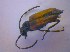  ( - BFB_Col_FK_4568)  @12 [ ] CreativeCommons - Attribution Non-Commercial Share-Alike (2012) Zoologische Staatssammlung Muenchen SNSB, Zoologische Staatssammlung Muenchen