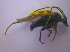  ( - BFB_Col_FK_4569)  @12 [ ] CreativeCommons - Attribution Non-Commercial Share-Alike (2012) Zoologische Staatssammlung Muenchen SNSB, Zoologische Staatssammlung Muenchen