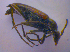  ( - BFB_Col_FK_4570)  @12 [ ] CreativeCommons - Attribution Non-Commercial Share-Alike (2012) Zoologische Staatssammlung Muenchen SNSB, Zoologische Staatssammlung Muenchen