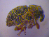  ( - BFB_Col_FK_4573)  @12 [ ] CreativeCommons - Attribution Non-Commercial Share-Alike (2012) Zoologische Staatssammlung Muenchen SNSB, Zoologische Staatssammlung Muenchen