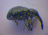  ( - BFB_Col_FK_4584)  @12 [ ] CreativeCommons - Attribution Non-Commercial Share-Alike (2012) Zoologische Staatssammlung Muenchen SNSB, Zoologische Staatssammlung Muenchen