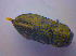  ( - BFB_Col_FK_4589)  @13 [ ] CreativeCommons - Attribution Non-Commercial Share-Alike (2012) Zoologische Staatssammlung Muenchen SNSB, Zoologische Staatssammlung Muenchen