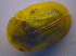  ( - BFB_Col_FK_4596)  @11 [ ] CreativeCommons - Attribution Non-Commercial Share-Alike (2012) Zoologische Staatssammlung Muenchen SNSB, Zoologische Staatssammlung Muenchen