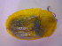 ( - BFB_Col_FK_4597)  @11 [ ] CreativeCommons - Attribution Non-Commercial Share-Alike (2012) Zoologische Staatssammlung Muenchen SNSB, Zoologische Staatssammlung Muenchen