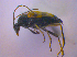  ( - BFB_Col_FK_4604)  @12 [ ] CreativeCommons - Attribution Non-Commercial Share-Alike (2012) Zoologische Staatssammlung Muenchen SNSB, Zoologische Staatssammlung Muenchen