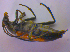  ( - BFB_Col_FK_4605)  @12 [ ] CreativeCommons - Attribution Non-Commercial Share-Alike (2012) Zoologische Staatssammlung Muenchen SNSB, Zoologische Staatssammlung Muenchen