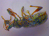  ( - BFB_Col_FK_4615)  @11 [ ] CreativeCommons - Attribution Non-Commercial Share-Alike (2012) Zoologische Staatssammlung Muenchen SNSB, Zoologische Staatssammlung Muenchen