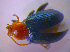  ( - BFB_Col_FK_4624)  @12 [ ] CreativeCommons - Attribution Non-Commercial Share-Alike (2012) Zoologische Staatssammlung Muenchen SNSB, Zoologische Staatssammlung Muenchen