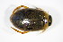  ( - BCZSMAQU00956)  @13 [ ] CreativeCommons - Attribution Non-Commercial Share-Alike (2015) Unspecified SNSB, Zoologische Staatssammlung Muenchen