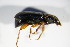  ( - BFB_Col_FK_8748)  @12 [ ] CreativeCommons - Attribution Non-Commercial Share-Alike (2015) Unspecified SNSB, Zoologische Staatssammlung Muenchen