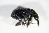  ( - BFB_Col_FK_8750)  @12 [ ] CreativeCommons - Attribution Non-Commercial Share-Alike (2015) Unspecified SNSB, Zoologische Staatssammlung Muenchen