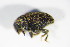  ( - BFB_Col_FK_8751)  @11 [ ] CreativeCommons - Attribution Non-Commercial Share-Alike (2015) Unspecified SNSB, Zoologische Staatssammlung Muenchen