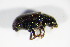  ( - BFB_Col_FK_8757)  @12 [ ] CreativeCommons - Attribution Non-Commercial Share-Alike (2015) Unspecified SNSB, Zoologische Staatssammlung Muenchen