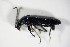  (Dasytes cyaneus - BFB_Col_FK_8765)  @13 [ ] CreativeCommons - Attribution Non-Commercial Share-Alike (2015) Unspecified SNSB, Zoologische Staatssammlung Muenchen