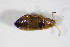  ( - BFB_Col_FK_8778)  @12 [ ] CreativeCommons - Attribution Non-Commercial Share-Alike (2015) Unspecified SNSB, Zoologische Staatssammlung Muenchen