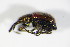  ( - BFB_Col_FK_8786)  @12 [ ] CreativeCommons - Attribution Non-Commercial Share-Alike (2015) Unspecified SNSB, Zoologische Staatssammlung Muenchen