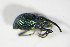 ( - BFB_Col_FK_8793)  @13 [ ] CreativeCommons - Attribution Non-Commercial Share-Alike (2015) Unspecified SNSB, Zoologische Staatssammlung Muenchen