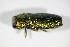  ( - BFB_Col_FK_8799)  @13 [ ] CreativeCommons - Attribution Non-Commercial Share-Alike (2015) Unspecified SNSB, Zoologische Staatssammlung Muenchen