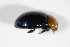  ( - BFB_Col_FK_8801)  @12 [ ] CreativeCommons - Attribution Non-Commercial Share-Alike (2015) Unspecified SNSB, Zoologische Staatssammlung Muenchen