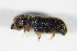  ( - BFB_Col_FK_8821)  @12 [ ] CreativeCommons - Attribution Non-Commercial Share-Alike (2015) Unspecified SNSB, Zoologische Staatssammlung Muenchen