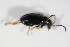  ( - BFB_Col_FK_8825)  @12 [ ] CreativeCommons - Attribution Non-Commercial Share-Alike (2015) Unspecified SNSB, Zoologische Staatssammlung Muenchen
