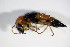  ( - BFB_Col_FK_8844)  @12 [ ] CreativeCommons - Attribution Non-Commercial Share-Alike (2015) Unspecified SNSB, Zoologische Staatssammlung Muenchen