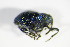 ( - BFB_Col_FK_8850)  @12 [ ] CreativeCommons - Attribution Non-Commercial Share-Alike (2015) Unspecified SNSB, Zoologische Staatssammlung Muenchen