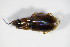  ( - BFB_Col_FK_8873)  @12 [ ] CreativeCommons - Attribution Non-Commercial Share-Alike (2015) Unspecified SNSB, Zoologische Staatssammlung Muenchen